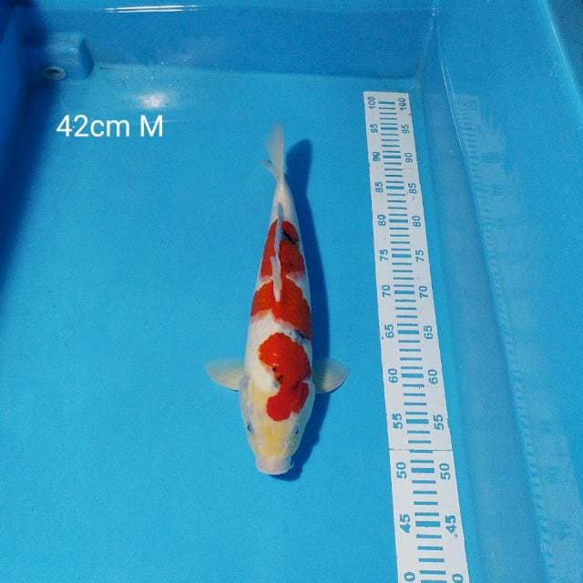 sanke 42cm male