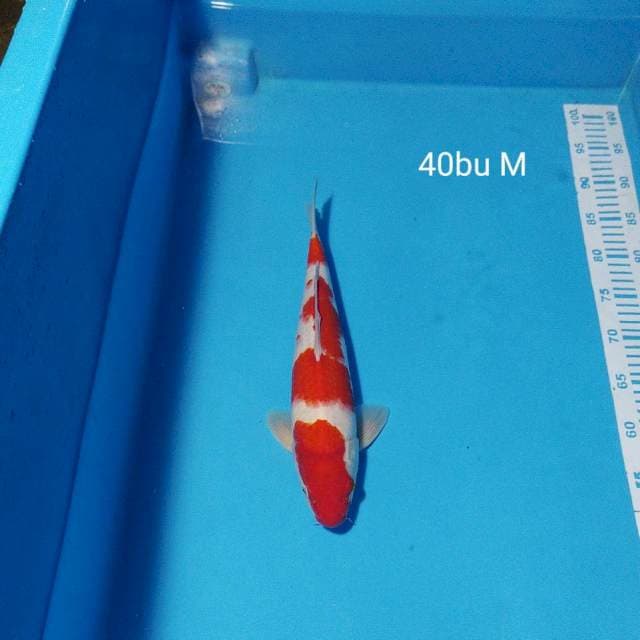 kohaku 40bu male