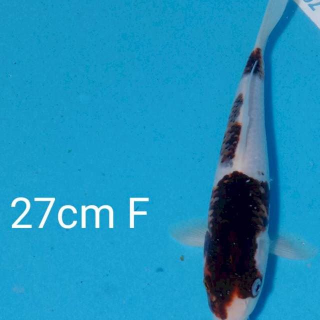 Budho goromo 27cm