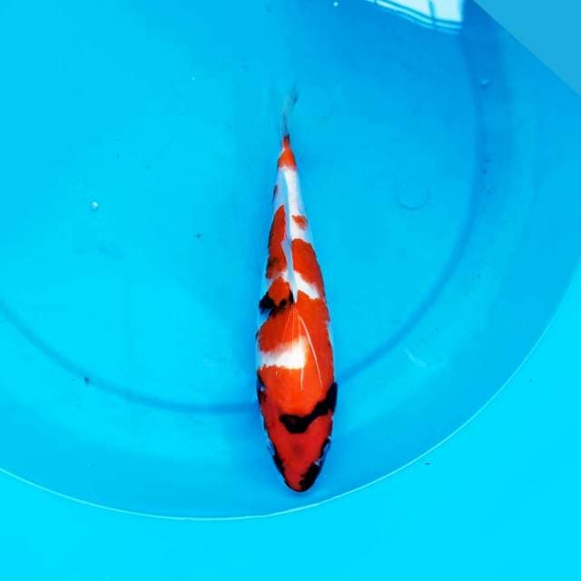 KOINS_SHOWA RED STRONG_25CM