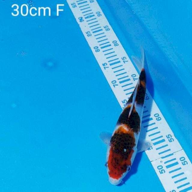 Goromo 30cm