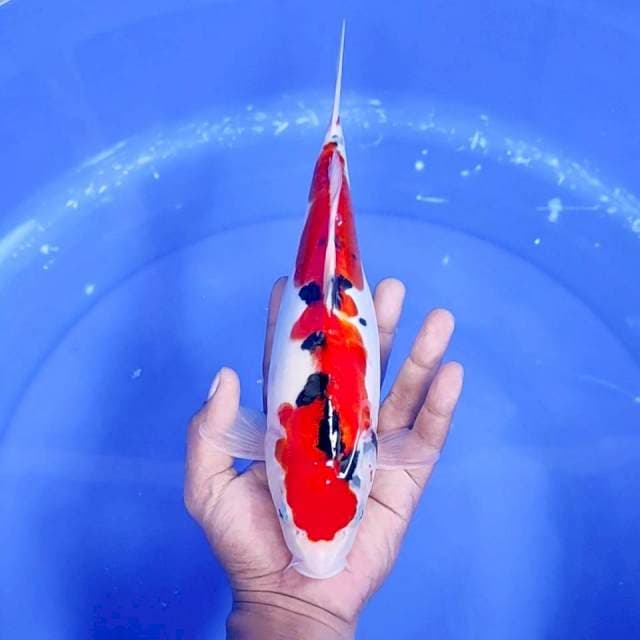 2. Sanke Doitsu || 30 cm