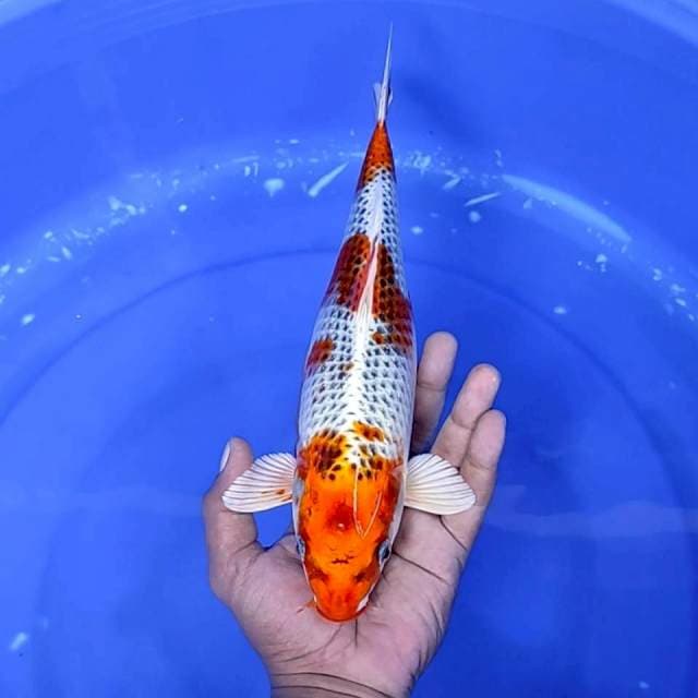 3. Kujaku || 32 cm