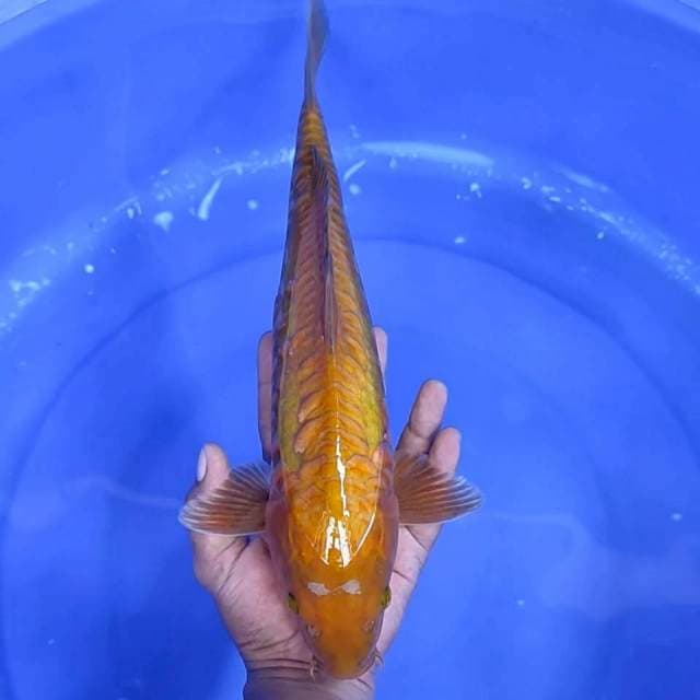 4. Tembaga Aragoke || 37 cm