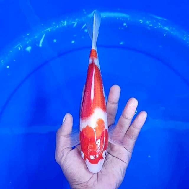 5. Kohaku 3 Step || 26 cm || Jantan