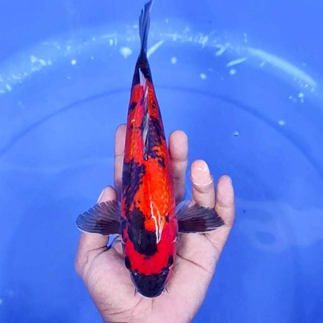 7. Hi Showa Merah Strong || 26 cm