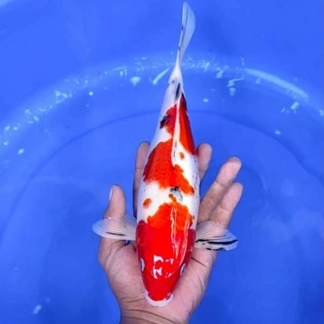 8. Sanke || 30 cm
