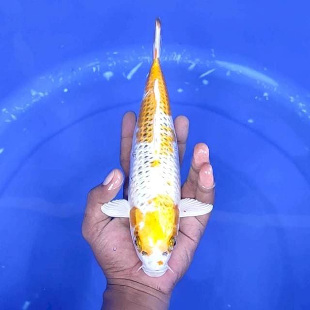 11. Hariwake || 26 cm