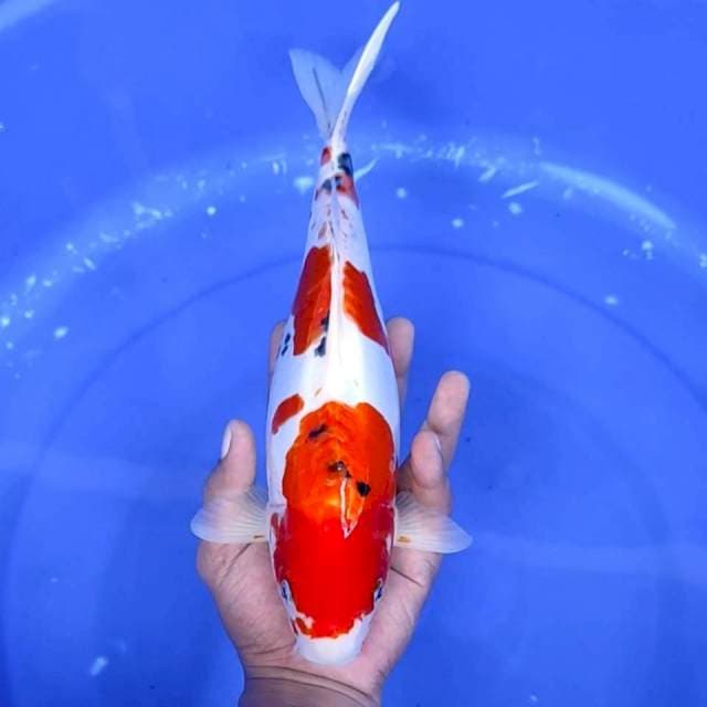 12. Sanke Doitsu || 32 cm