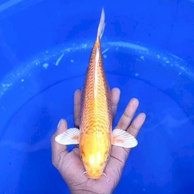 14. Ogon Ginrin || 30 cm