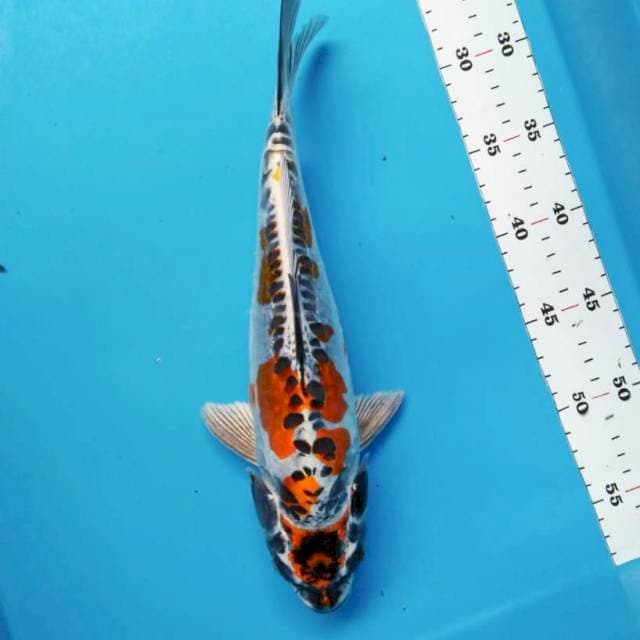 Beauty kiko 30cm
