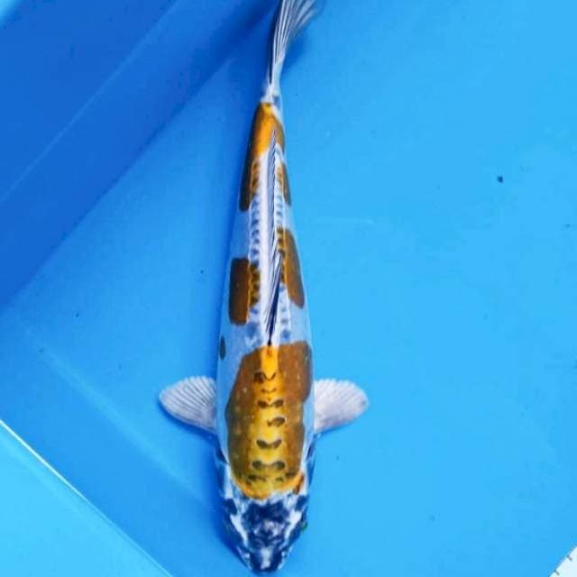 Gold kiko 30cm