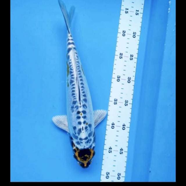 Tancho kiko 32cm male