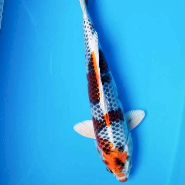 Beni ginga 32cm male
