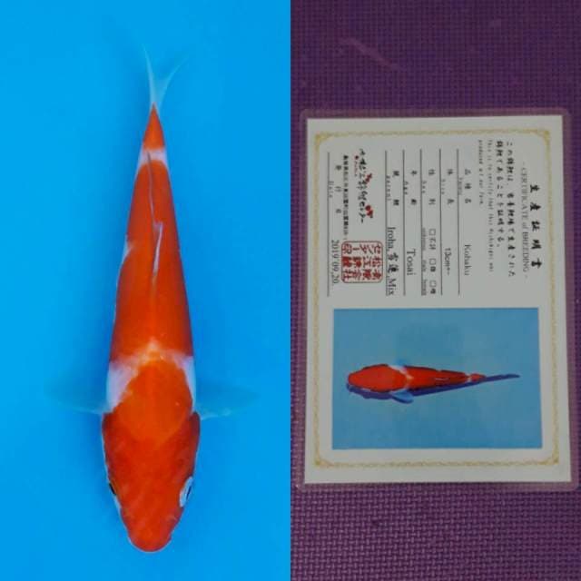 Matsue kohaku 18cm serty