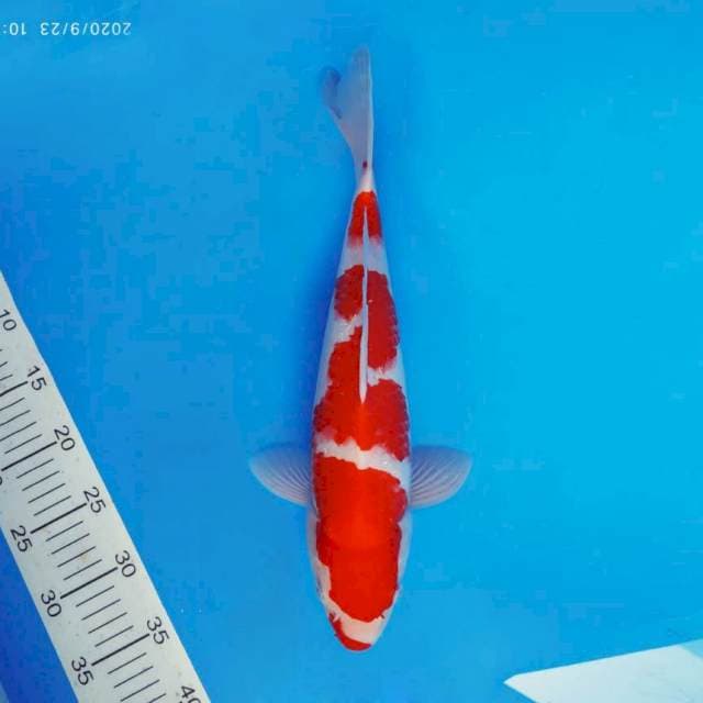 RIYUJI 1 - KOHAKU ®