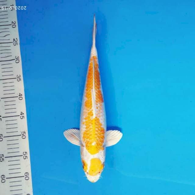 RIYUJI 5 - HARIWAKE ®