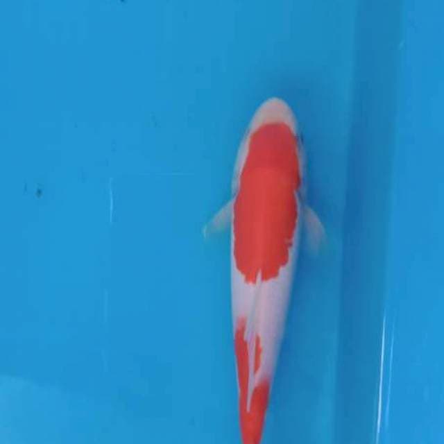 Kohaku 20cm