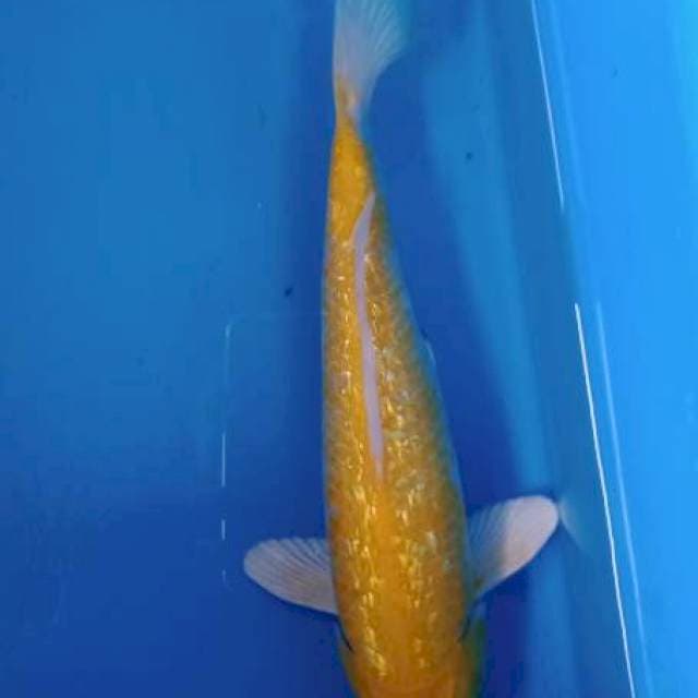 ogon gindrin 28cm