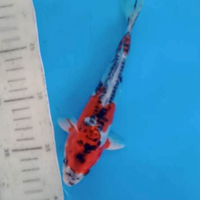 Kujaku doits 19cm