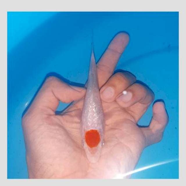 15cm tancho ginrin merah darah