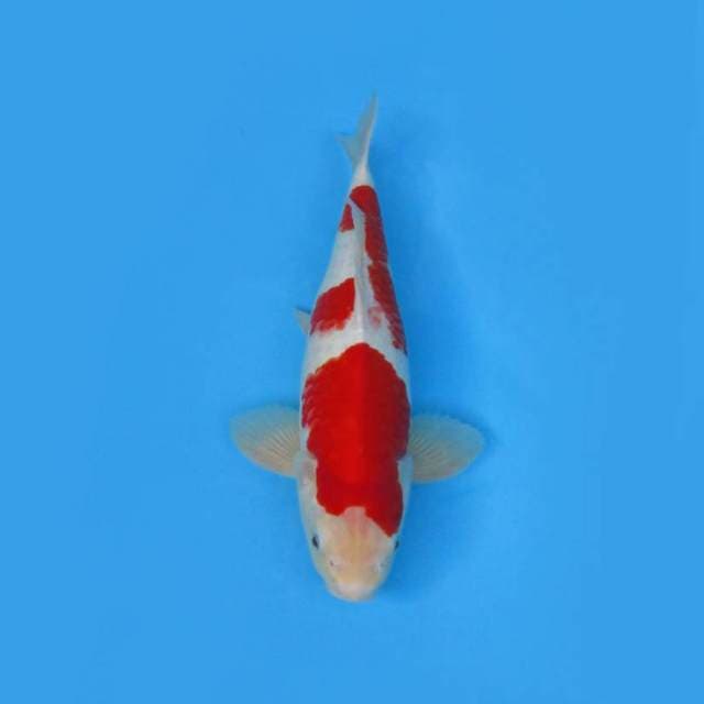 KOHAKU BULKY SUSPECT MALE