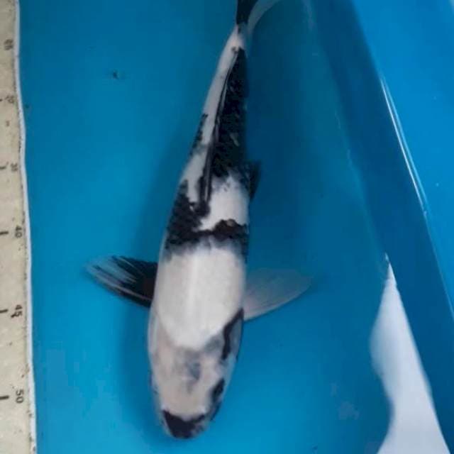 Shiro 33 cm Male