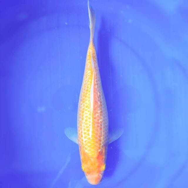 PENJINAK KOLAM 35CM