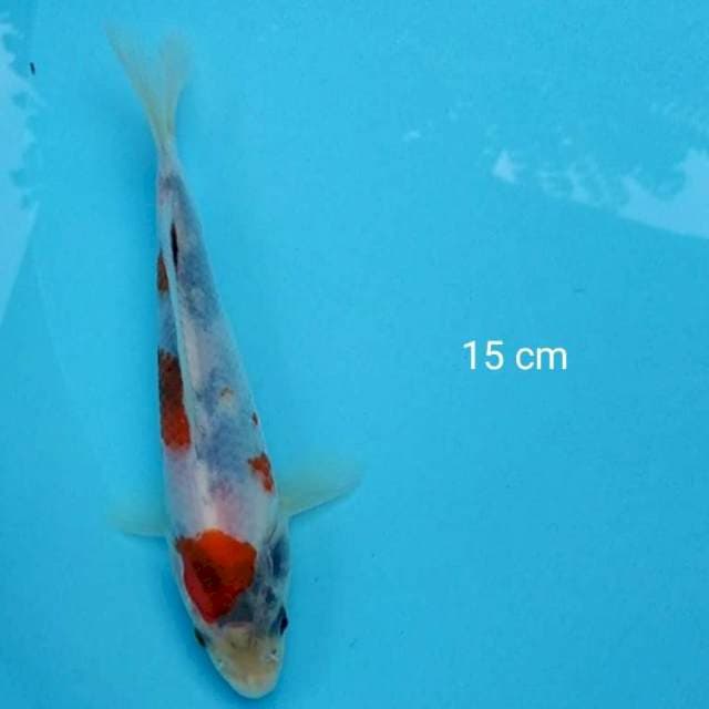 Showa kindai 15cm