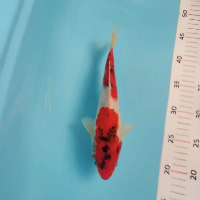 Showa 25cm