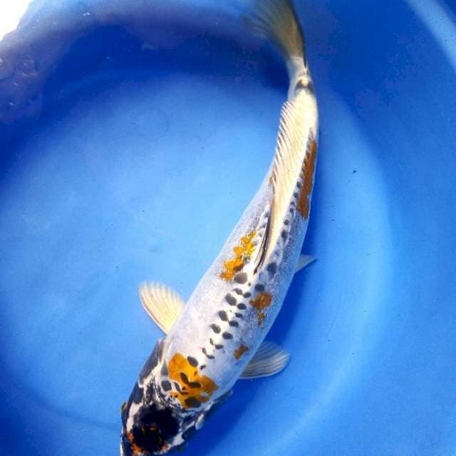Kiko 35cm