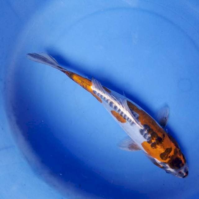 Kiko 27cm 