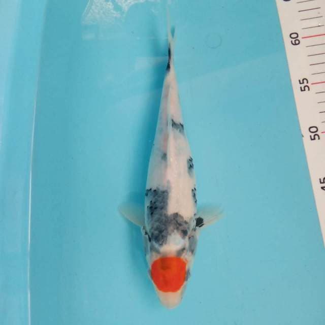 Tancho showa tategoi 27cm