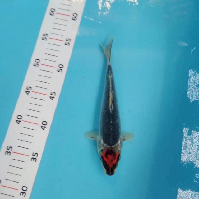 Tancho goshiki 22cm