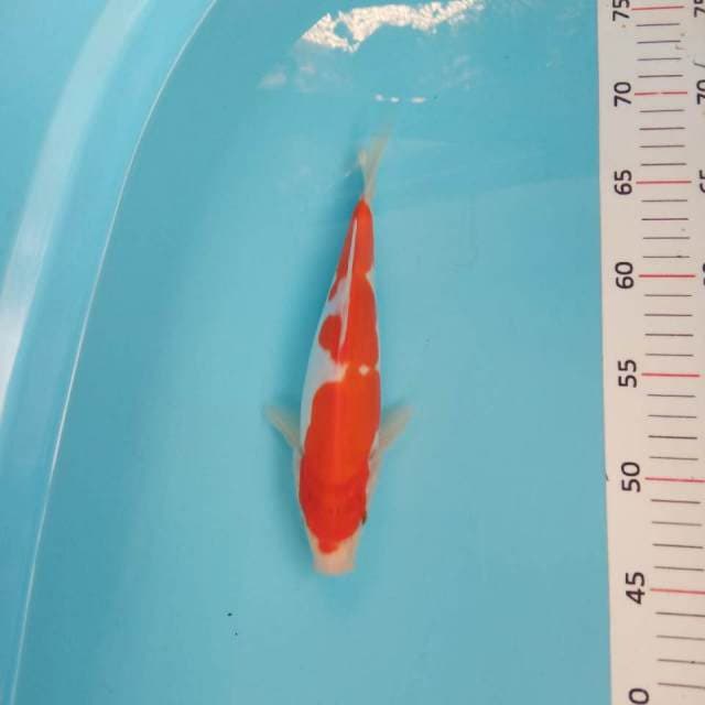 Kohaku doit 23cm