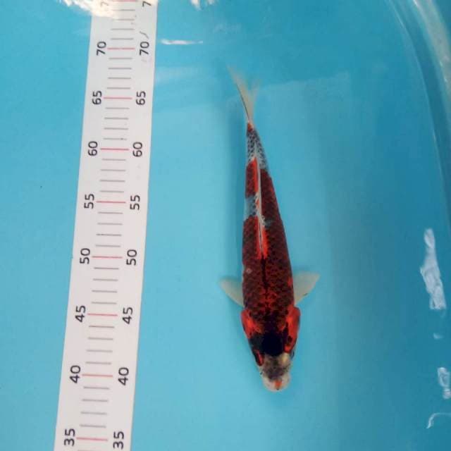 Goshiki 27cm