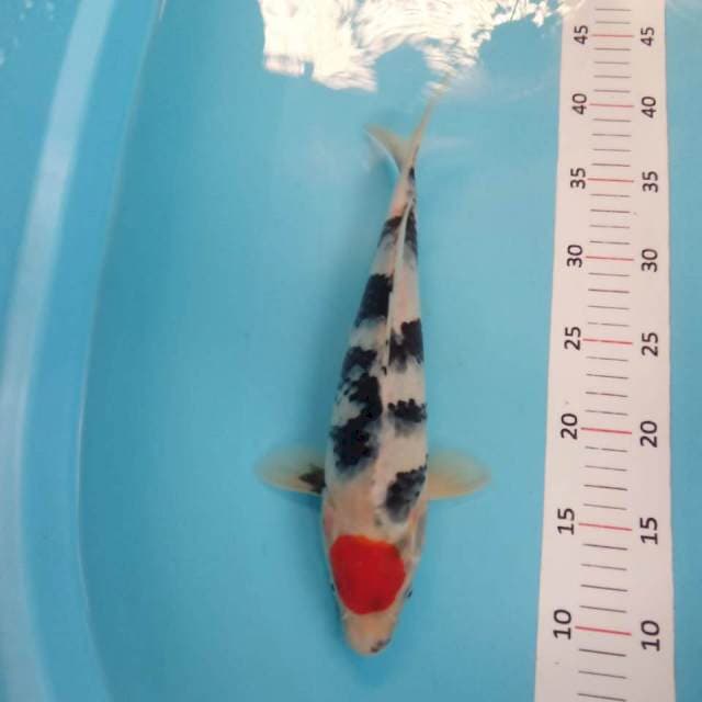 Tancho showa 31cm