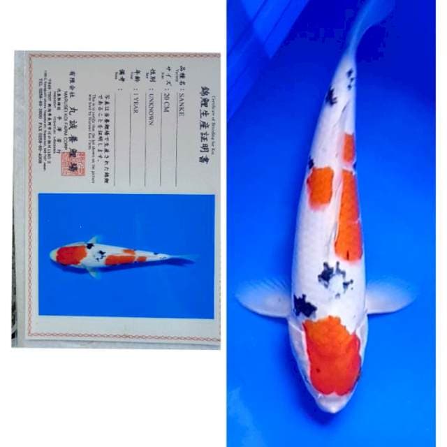 Sanke Import Serti Marusei