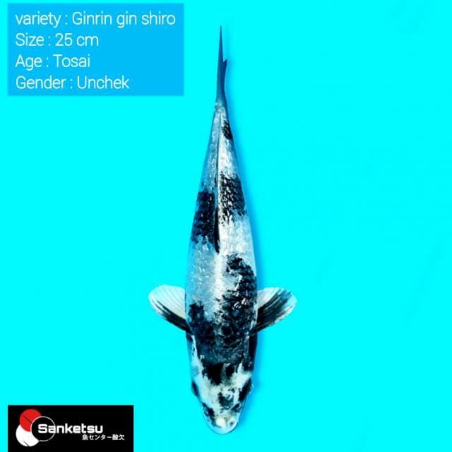 Ginrin gin shiro line otsuka