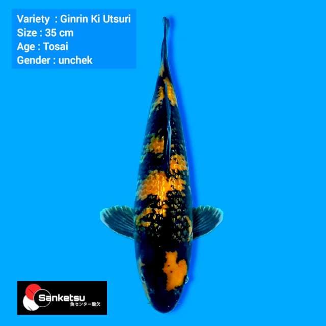 Ginrin Ki utsuri line otsuka