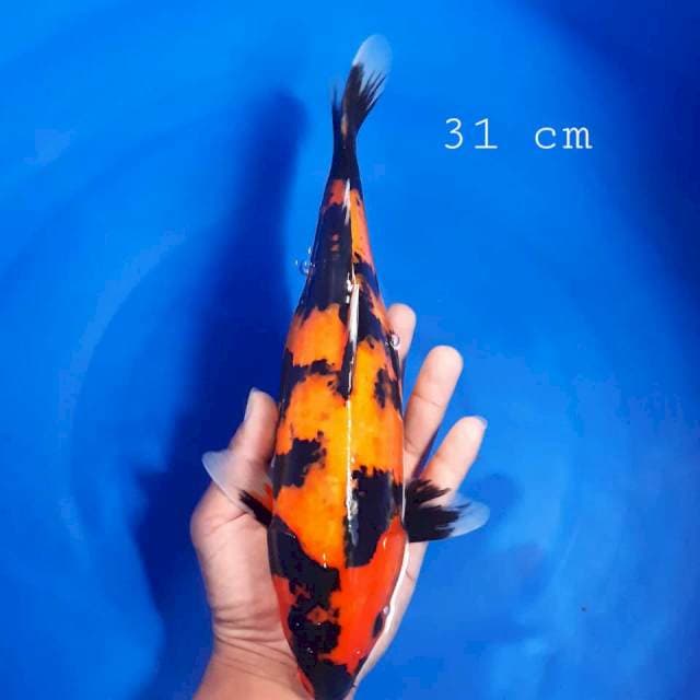 Hi showa 31cm