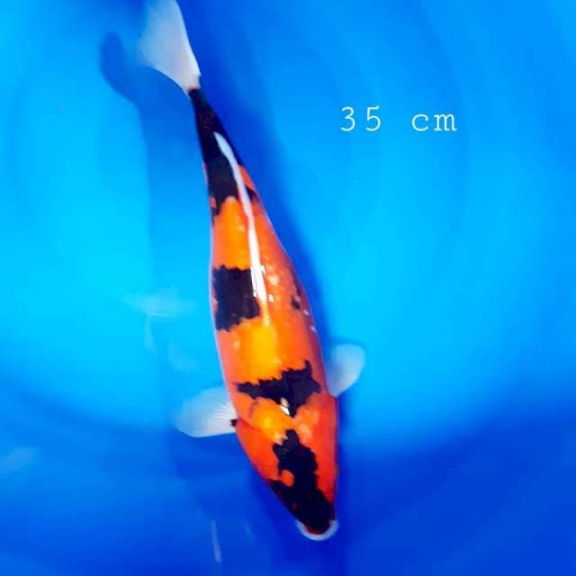 Hi Showa Motogoro 35cm