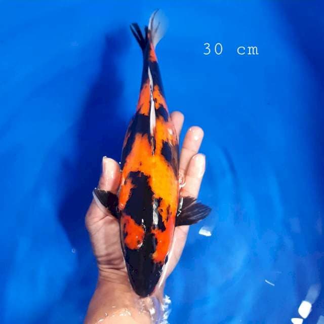 Hi Showa 30cm