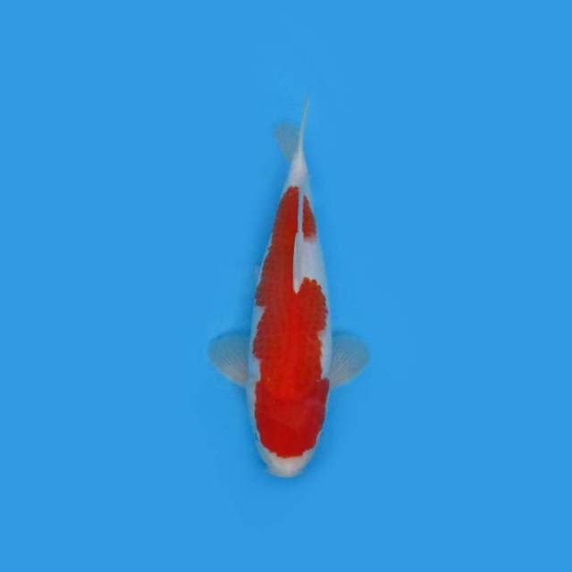KOHAKU F1 - CALON JUMBO