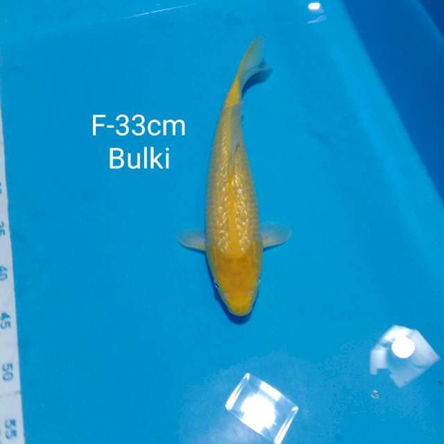 Karasi bulki 33cm female