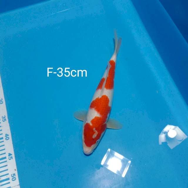 Kohaku female 35cm