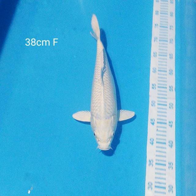 Platinum 38cm F