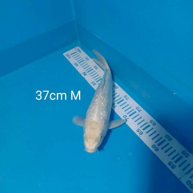 Platinum 37cm Male