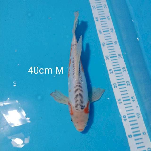 Kumpay shusui 40cm