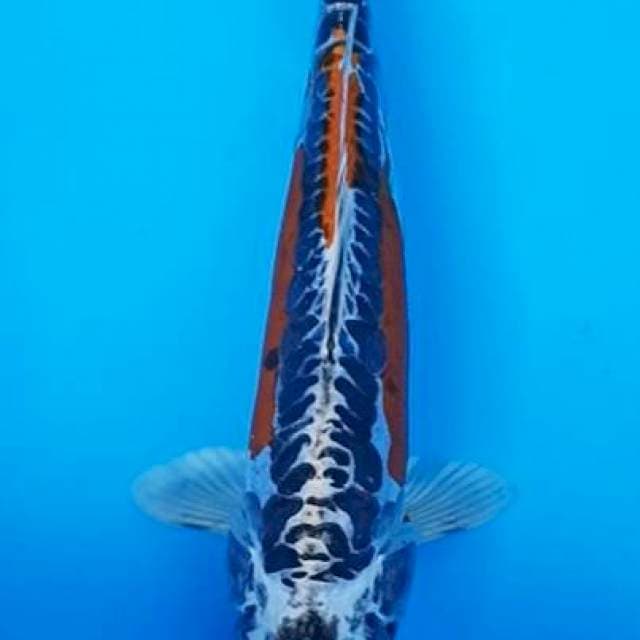 Sushui metalik aragoke antik 27cm